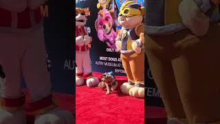 Paw Patrol the Mighty Movie Was a Tail Wagging Good Time shorts [upl. by Anastassia]