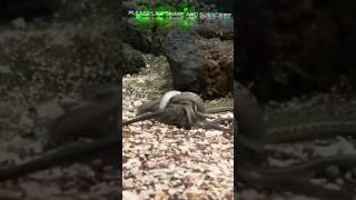 Iguana vs Snakes  Planet Earth II  BBC Earth [upl. by Reagan]