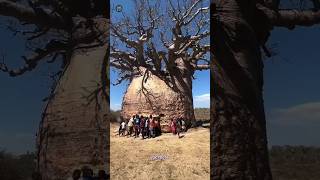 baobab tree [upl. by Rufena427]