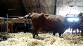 Calving cow assistance [upl. by Aros]