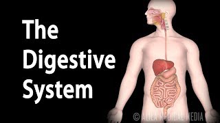 Physiology Basics the Digestive System Animation [upl. by Naj638]