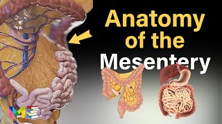 MESENTERY ANATOMY A Recently Discovered Human Organ [upl. by Nwahshar680]