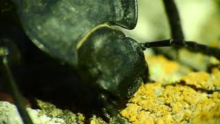 Darkling beetle Akis sp feeding on crustose lichen [upl. by Anderer]