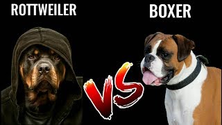 Rottweiler Vs Boxer  in Hindi  dog comparison  Dog Vs Dog  Rottweiler Vs Boxer [upl. by Arlee]