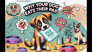 Why Your Dog Eats Their Pee Pad [upl. by Stouffer]