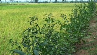 Sesame Crops Cultivated Along the Dikes of a Farmers Rice Field in Indramayu [upl. by Erodasi]