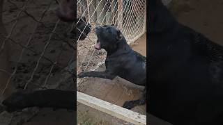 Angry dogs barking each other angrypets cuteanimal pets angrypuppy cutepuppy funny angrydog [upl. by Rotkiv73]