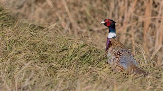 Pheasant Hunting in Minnesota WalkIn Areas  The Flush Season 12 Episode 10 [upl. by Yniatirb]