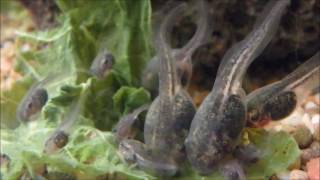 Day 5 to 15 Green Tree Frog tadpoles  PART 3 in super macro [upl. by Monro]