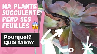 Succulents’care 11  Ma plante succulente perd ses feuilles Pourquoi et quoi faire [upl. by Adnolaj956]