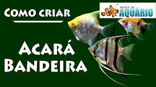 Como criar peixe Acará Bandeira aquário [upl. by Lash]