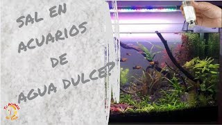 El poder de la sal Como utilizarla para mantener la salud de tus peces [upl. by Fanchette]