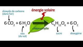 Le métabolisme autotrophe ou photosynthétique [upl. by Clovah]