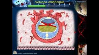 Embriologia  Lezione 2 Morula Blastula Impianto Gastrula e ripiegamento [upl. by Davena285]