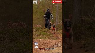 🎯🎯Dog jogging with💯 owner in the🐕 forestmalinois germanshepherd doglove pets dog dogtraining [upl. by Alten966]