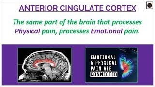 Anterior Cingulate Cortex [upl. by Byers]