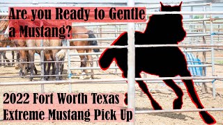 Are you Ready to Gentle a Mustang  Texas 2022 Extreme Mustang Makeover Pick Up [upl. by Valina]