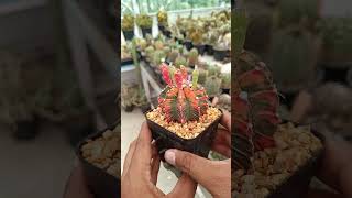 Variegated gymnocalyciums [upl. by Newman]