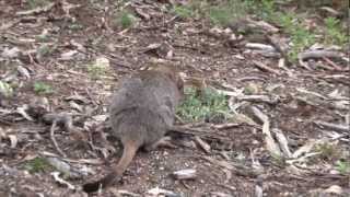 Return of the Bettong [upl. by Sonya]