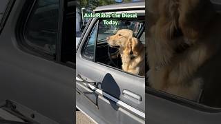 Axle Loves Riding in the Diesel dieselpower dieseldog pickuptruck f250 happydog [upl. by Agosto398]