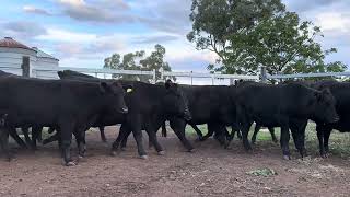 Mopoke Cattle Co 50 NSM Heifers and calves 1 [upl. by Crist353]