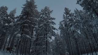 Snow covered forest trees in Levi Kittila Lapland in December [upl. by Leanna425]