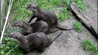 New Zealand  Otters talking [upl. by Llerrehc100]