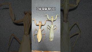 암컷 압살하는 알파메일 사마귀 Sp 치앙마이 사마귀 왕사마귀 사마귀표본 곤충표본 hierodula rhombodera chiangmai insects [upl. by Sheppard22]