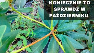 Koniecznie sprawdź to jesienią przy rododendronach i hortensjach [upl. by Leirza655]