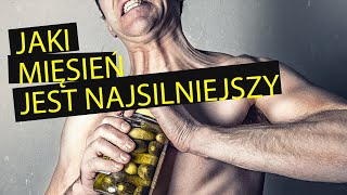 Jakie mięśnie są NAJSILNIEJSZE  60 sekund [upl. by Woolson]