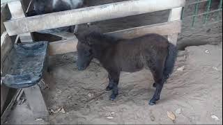 pônei Gigante 🐴❤️ minihorse poneis poney [upl. by Korwun]