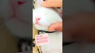 Sophie falls asleep🥺 music cat live cute বিড়াল catlover [upl. by Goddard666]