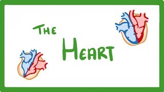 GCSE Biology  The Heart 23 [upl. by Onitnatsnoc460]