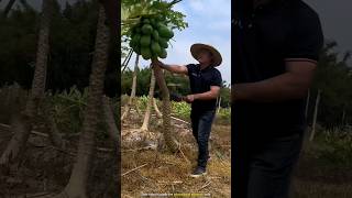 Why are Chinese people cutting down papaya trees [upl. by Rimisac]