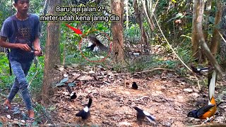 Puas hati kalau mikat banyak burung nya kayak ginimikat murai batu di musim anakan [upl. by Eicrad]