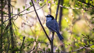 European Robin Alarm Calls and Song [upl. by Ulric628]