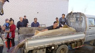 Giant sturgeon caught in Heilongjiang River [upl. by Blalock862]