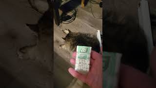 I offered my cat a Tic Tac for when he finished cleaning himself Cute cat video catlaughs [upl. by Nol]