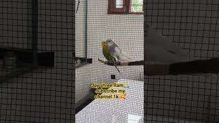 Budgies parrot lover birds [upl. by Hassadah467]