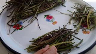 KUŞKONMAZ doğada nasıl BulunurNasıl temizlenir Yemeği nasıl yapılır Collecting natural asparagus [upl. by Bezanson]