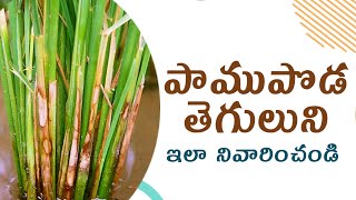 varilo pamupoda thegulu  Sheath blight వరిలో పాము పొడ తెగులు నివారణ [upl. by Assirak]