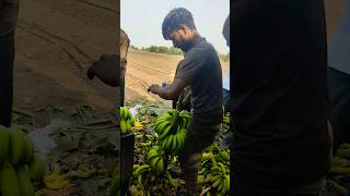 Part 30 Bag wala Kala cutting✂️ youtubeshorts viralshorts Banana lodging [upl. by Fitzsimmons680]