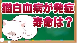 猫白血病：発症後の寿命について知っておこう【獣医師解説】 [upl. by Fayina]