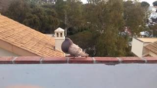 Gaditanos de vuelo en BenalmÃ¡dena [upl. by Noislla]