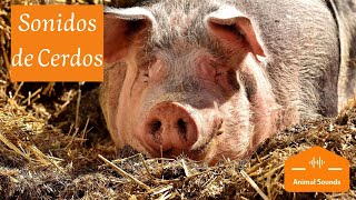 🐷SONIDOS DE CERDOS “Oink Oink” Chillidos Gruñidos Guarridos – Sonido de Cerdos Para Niños [upl. by Thecla]