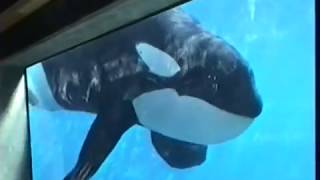 Keiko at Oregon Coast Aquarium 1996 [upl. by Burck872]