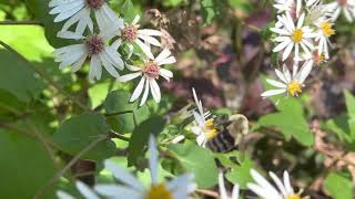 White Wood Aster Plant Profile [upl. by Nelyahs]