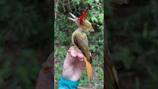 Royal Flycatchers display their beautiful crests 🥰 [upl. by Goodrow]