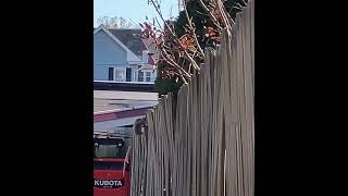 Squirrel tail on the fence shortsvideo nature squirrel 102024 [upl. by Eneiluj963]