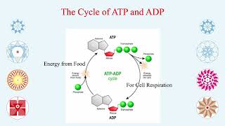 ATP  ADP  AMP  The Three Biochemical Energy Molecules for the Active Transport in the Human Cells [upl. by Ymaj]